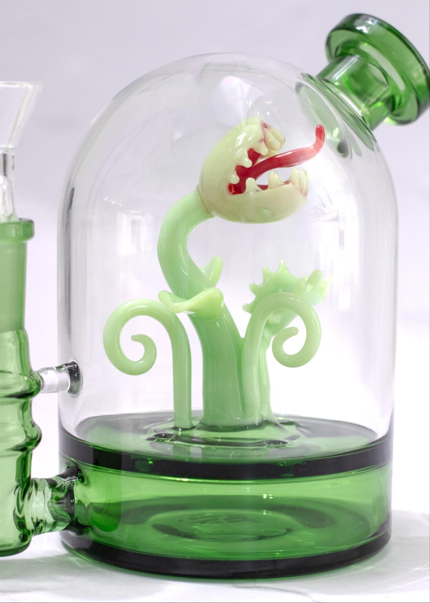VENUS FLY TRAP CLOCHE RIG